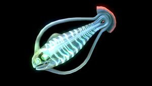 SpinefishA (BZ).jpg