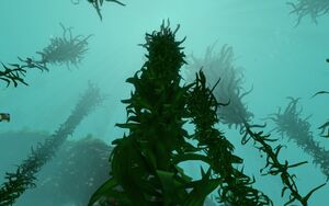 Life-form creepvine.jpg