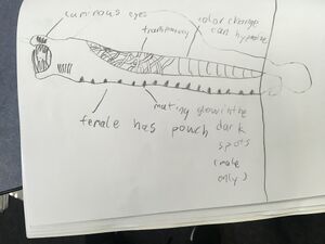 Lost river concept.jpeg