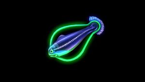 Hoopfish4 (BZ).jpg