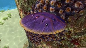 Table Coral (3).jpg