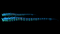 The size of an adult Ghost Leviathan compared to a juvenile Ghost Leviathan