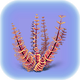 Redwort.png