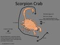 Scorpion Crab Concept "caranguexo escorpión"