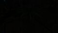 A Fern Palm at night