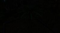 A Fern Palm at night