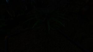 FernPalmNight.jpg