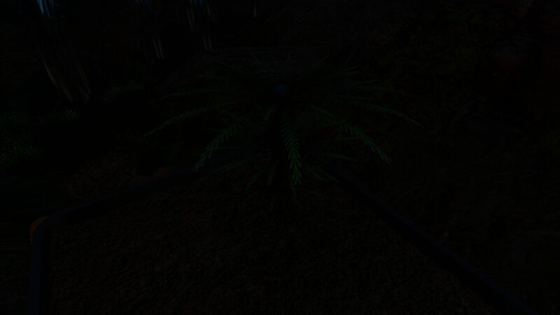 File:FernPalmNight.jpg