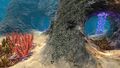 Drooping Stingers inside Underwater Islands Caves