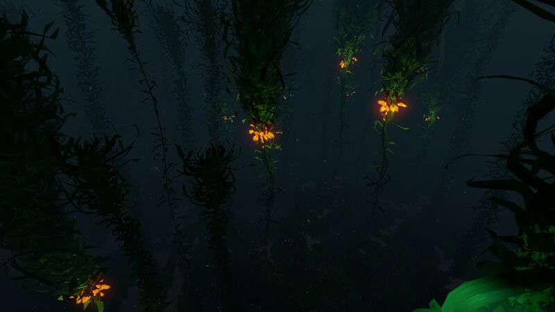 File:Kelp Forest (32).jpg