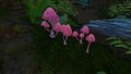 A cluster of Pink Mushrooms