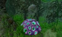 A Brain Coral in the Kelp Forest