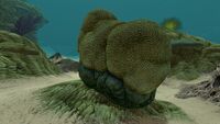 Brain Coral (2).jpg