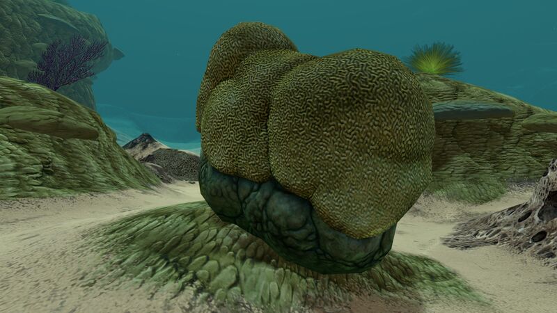 File:Brain Coral (2).jpg