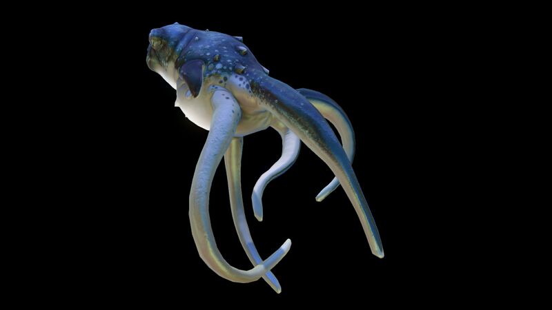 File:Cutefish3.jpg