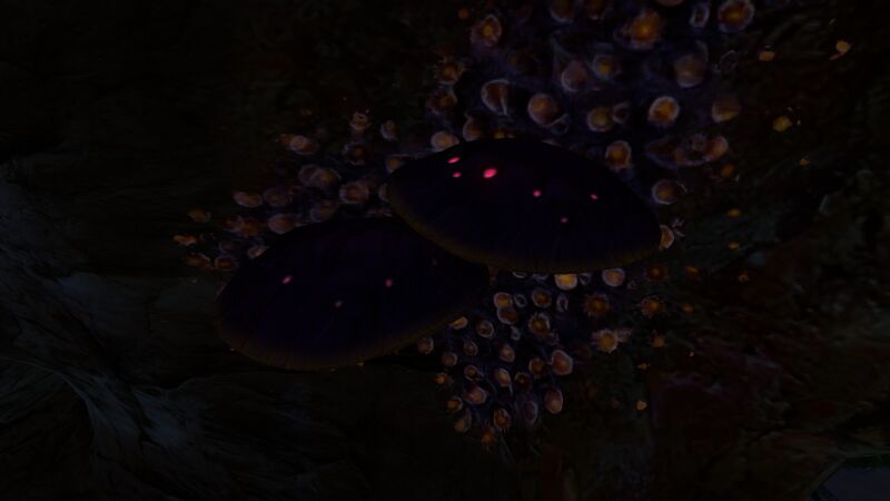 File:Table Coral (9).jpg