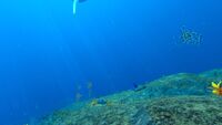 The seafloor