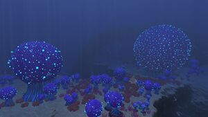 Bulb Zone (1).jpg