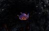 Life-form lava larva.jpg