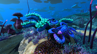 Some Scaly Maw Anemones and Single Shell Plants