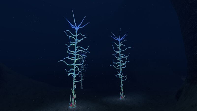 File:Blood Kelp Zone (6).jpg