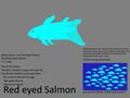 Red Eyed Salmon Concept