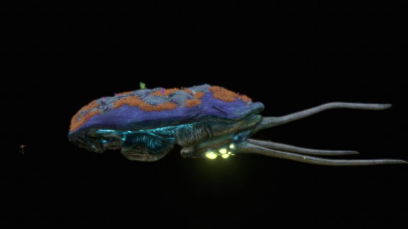 File:Reefback11.jpg