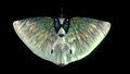Thumbnail for version as of 06:00, 7 August 2021