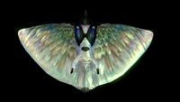Underside