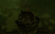 the sea monkey eggs in the nest (eggs are spawned in)