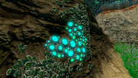 A cluster of Blue Barnacles