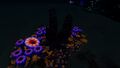 Furled Papyrus at night