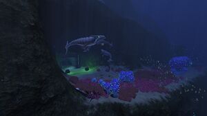 KooshCache2.jpg