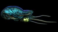 Reefback Fauna (Black).jpg