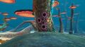 Tree Leech