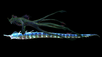 Size Comparison to a Sea Dragon.