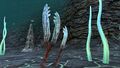 Gabe's Feather in the Blood Kelp Zone