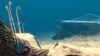 Blue Coral Tubes 10.jpg