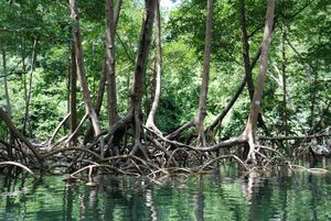 Carbon-grasped-mangrove-roots-vastly-underestimated 54.jpg