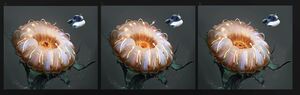 Fox3d-entertainment-holes-variations.jpg