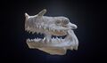 Highpoly model of the skull from Sketchfab