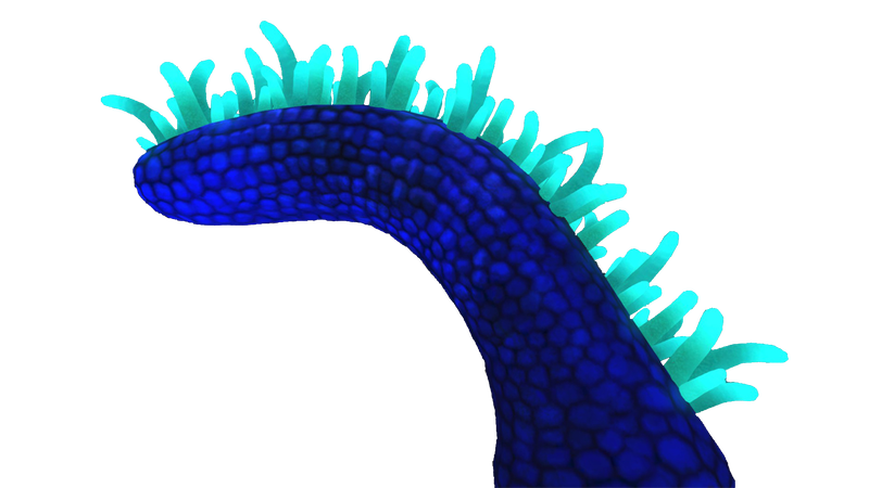 File:Mohawk Plant Flora.png