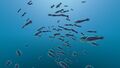 Hoopfish near surface