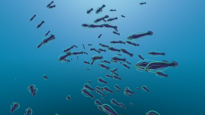File:Shoal of Fish (3).jpg