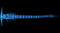 Dorsal view