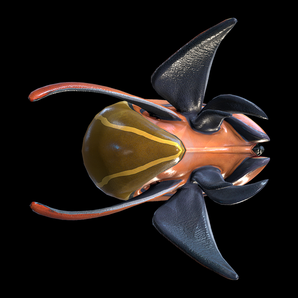 File:Orange Trivalve Ventral View.png