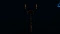 Bioluminescence