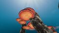 Mushroom disks grow on the Coral Trees
