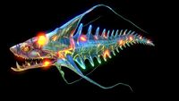 Infected Spine Eel (Black).jpg