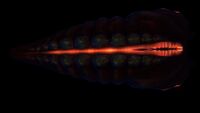 Lava Larva